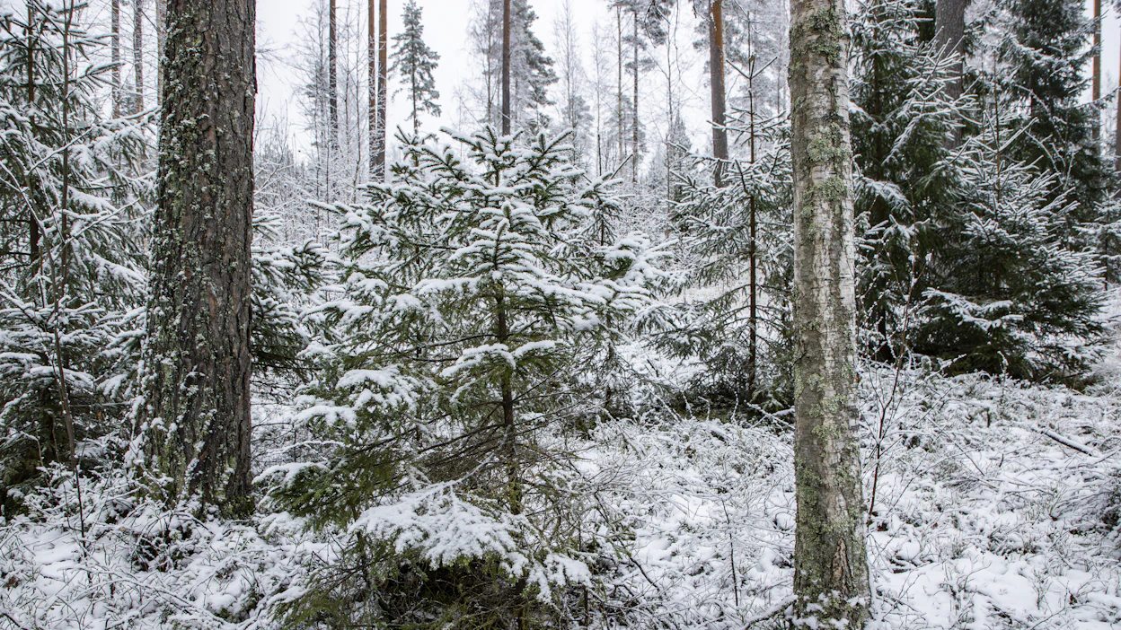 Suden metsästysoikeutta ei pääsääntöisesti ole aiemmin sisällytetty Metsähallituksen metsästysyhdistysten kanssa solmimiin metsästysvuokrasopimuksiin.