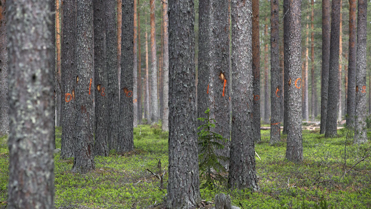 Männiköissä kiertoajan pidentäminen on turvallisempaa kuin kuusikoissa, joissa tuhoriskit ovat isommat.