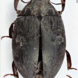 Savonlinnan suunnalta tavattu nuppoihin kuuluva kovakuoriainen on jättiläinen omiensa joukossa, siihen riittää sentin pituus.