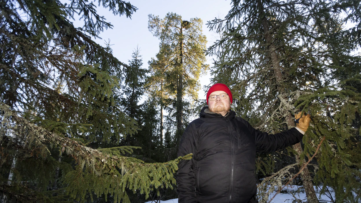 Tamperelaiselle Jaakko Toijalalle tuli yllätyksenä, että sääksen pesäpuun ympärillä ei saa tehdä edes talviaikaista ensiharvennusta.