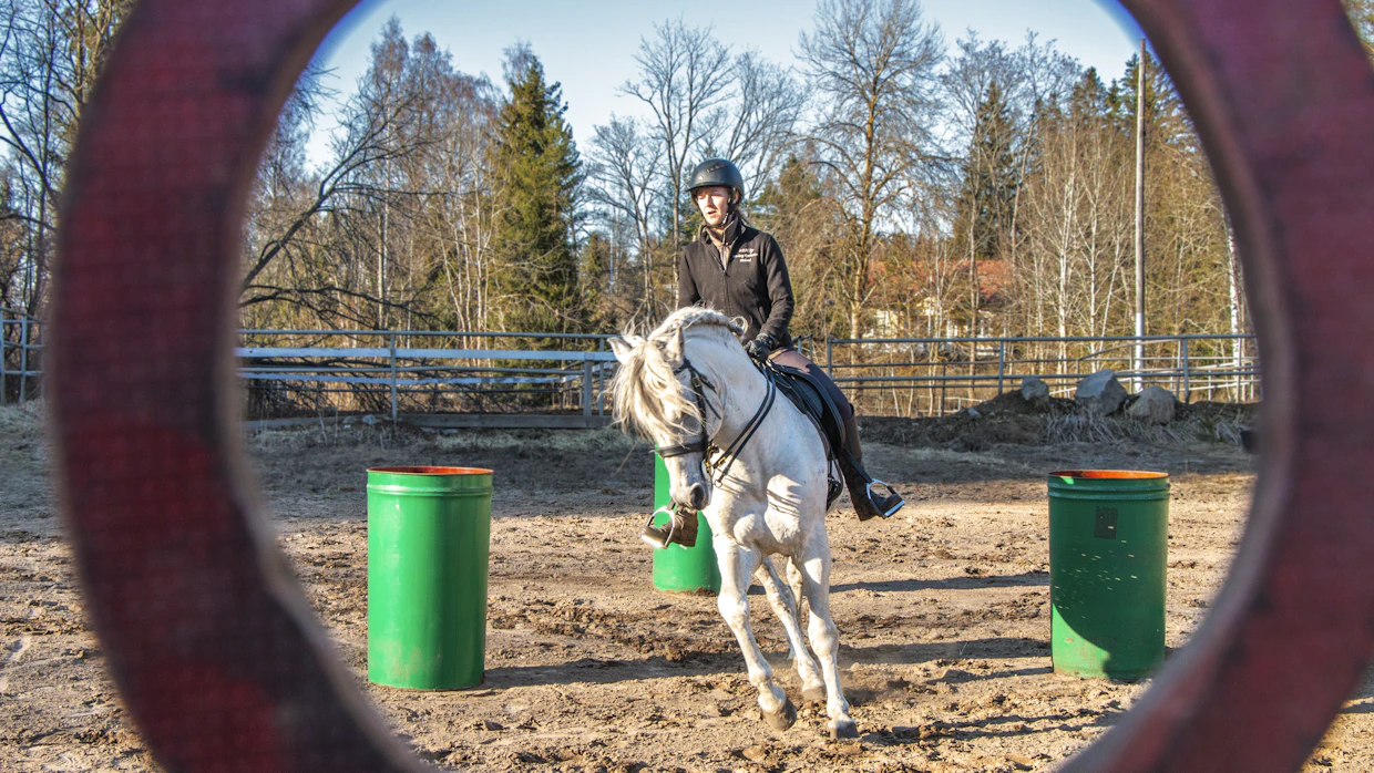 Working equitation eli työratsastus jäljittelee karjatilan töissä eteen tulevia tehtäviä. Tässä Petra Lönnroth ja Xenon pujottelevat tynnyreitä.