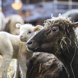 Tulevan rahoituskauden sopimuksissa eläimiä on pitänyt käyttää puhdasrotuisten jälkeläisten tuottamiseen jo ennen sopimuskauden alkua. Alkuperäisrotuisilla lampailla lisääntymisehdon pitää täyttyä kahden edellisen vuoden aikana. 
