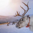Entistä harvempi suomalainen ostaja haaveilee Lapissa sijaitsevasta mökistä.