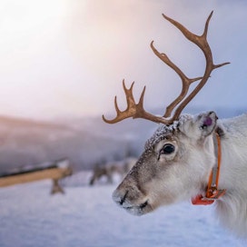 Entistä harvempi suomalainen ostaja haaveilee Lapissa sijaitsevasta mökistä.