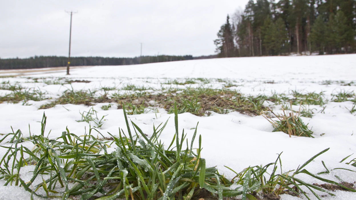 Syysviljakasvustojen päällä ei tällä hetkellä enää juurikaan ole lunta kuten vielä vuoden vaihteessa. Arkistokuva.