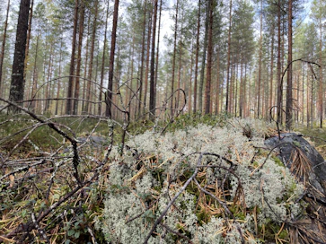 Puiden kasvun kiihtyminen sitoo entistä enemmän maaperän typpeä. Typpi on yleensä puiden kasvua rajoittava tekijä pohjoisella havumetsävyöhykkeellä.