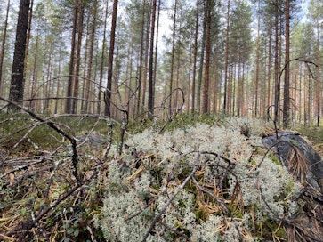 Puiden kasvun kiihtyminen sitoo entistä enemmän maaperän typpeä. Typpi on yleensä puiden kasvua rajoittava tekijä pohjoisella havumetsävyöhykkeellä.