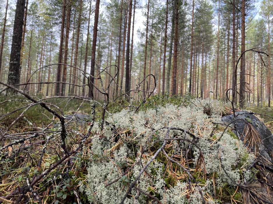 Puiden kasvun kiihtyminen sitoo entistä enemmän maaperän typpeä. Typpi on yleensä puiden kasvua rajoittava tekijä pohjoisella havumetsävyöhykkeellä.