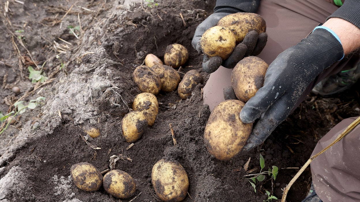 Moni ei tule ajatelleeksi, että esimerkiksi kateharso on yleensä muovia.