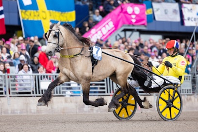 Brenne Borken juoksi elokuussa kylmäveristen maailmanennätyksen lukemin 17,7a. Kuva Solvallan Elitkampenista, jossa ori oli kolmas.