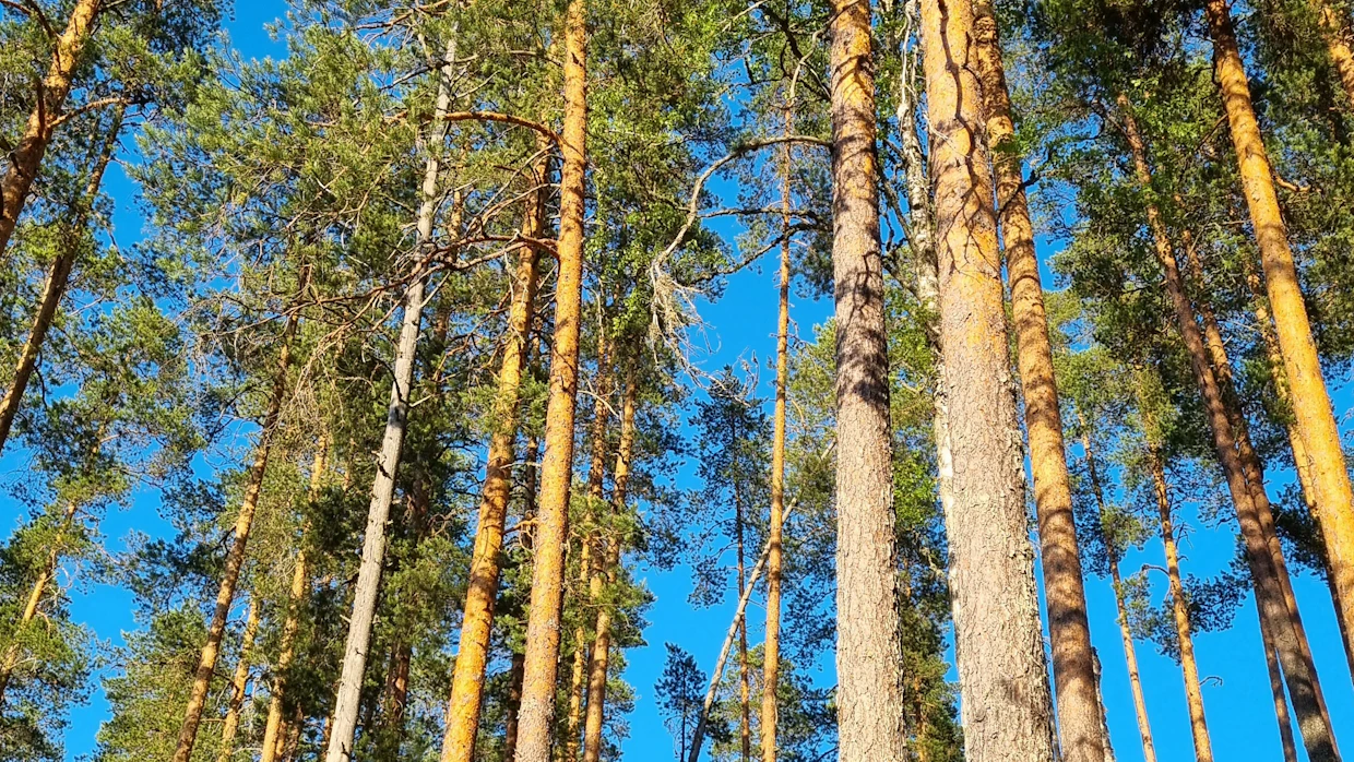 Komeita honkia humisevaan mäntykankaaseen kuuluu myös harjua