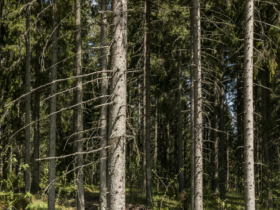 Syksyllä puun kauppamäärät ovat seuranneet herkästi hintoja. Sellutehtaiden seisominen on rajoittanut kuitupuun tarvetta.
