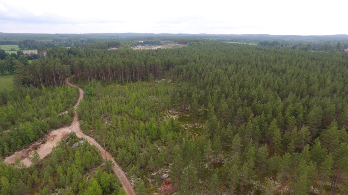 Suomessa metsät ovat edelleen hiilinielu eli ne sitovat hiiltä enemmän kuin niistä vapautuu.