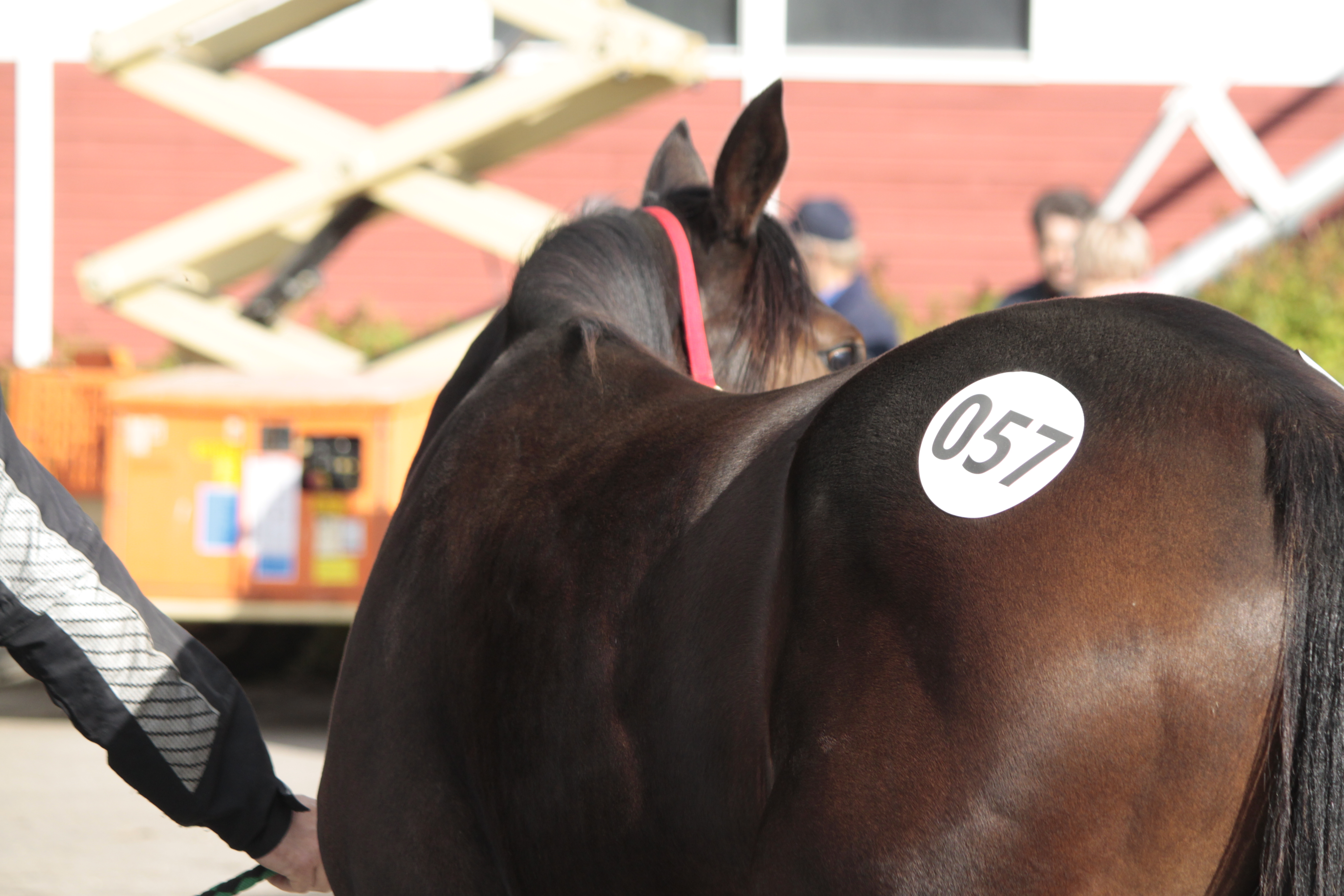 Ypäjän varsahuutokaupassa on tänä vuonna ensimmäistä kertaa mahdollista tehdä huutoja internetin kautta.