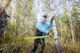 Risto Välilä kiskoo mittanauhaa koivun tyvelle. 15 metrin mitta ei pian riitä seurantakoivikon puiden pituuden mittaukseen. 