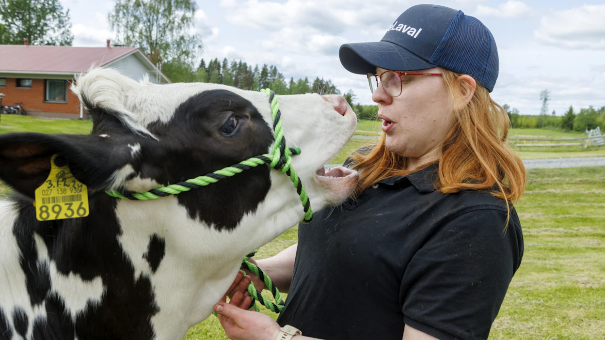 Pia Pylkkönen on osallistunut karjanäyttelyihin seitsemänvuotiaasta saakka. Mykräkallion Ällitällikin on näyttelyvasikka.