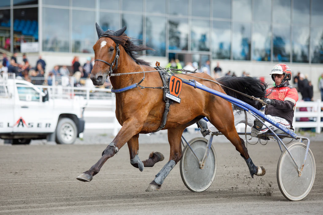 All Star Mint voitti Mikkelissä St Michel -viikonloppuna. Tiistaina valjakolla on hyvä mahdollisuus toistaa tuo temppu uudelleen.