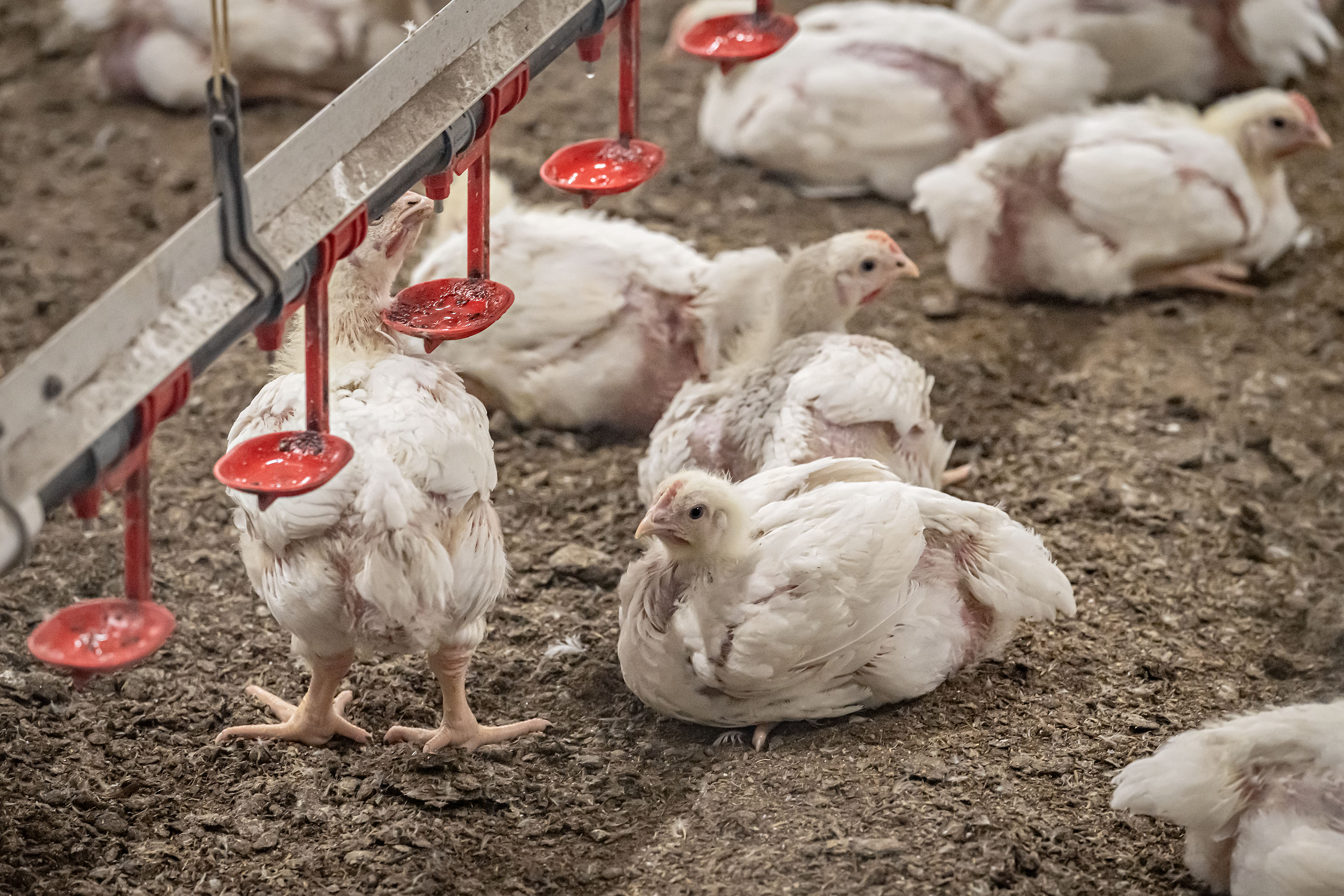 Suomalaista siipikarjanlihaa saadaan tulevaisuudessa viedä Vietnamiin.
