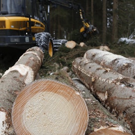 Metsäsektori käsittää metsätalouden, puutuote-, massa- ja paperiteollisuuden toiminnot.