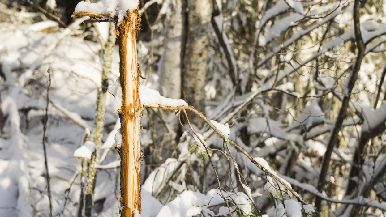 Latvojen katkomisen lisäksi hirvet jäytävät toisinaan kuusen ja männyn kuorta.