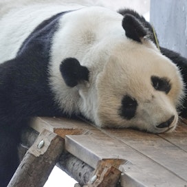 Ähtärin eläinpuisto on jo jonkin aikaa ollut talousongelmissa. Jos talousongelmiin ei löydy ratkaisua, voi olla, että puiston pitää palauttaa pandat Kiinaan. 