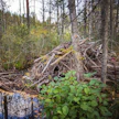 Sekä kanadan- että euroopanmajavat ovat metsästettäviä riistaeläimiä, jotka lisäävät luonnon monimuotoisuutta etenkin paikallisten tulvikoiden kautta. Kuvituskuva.