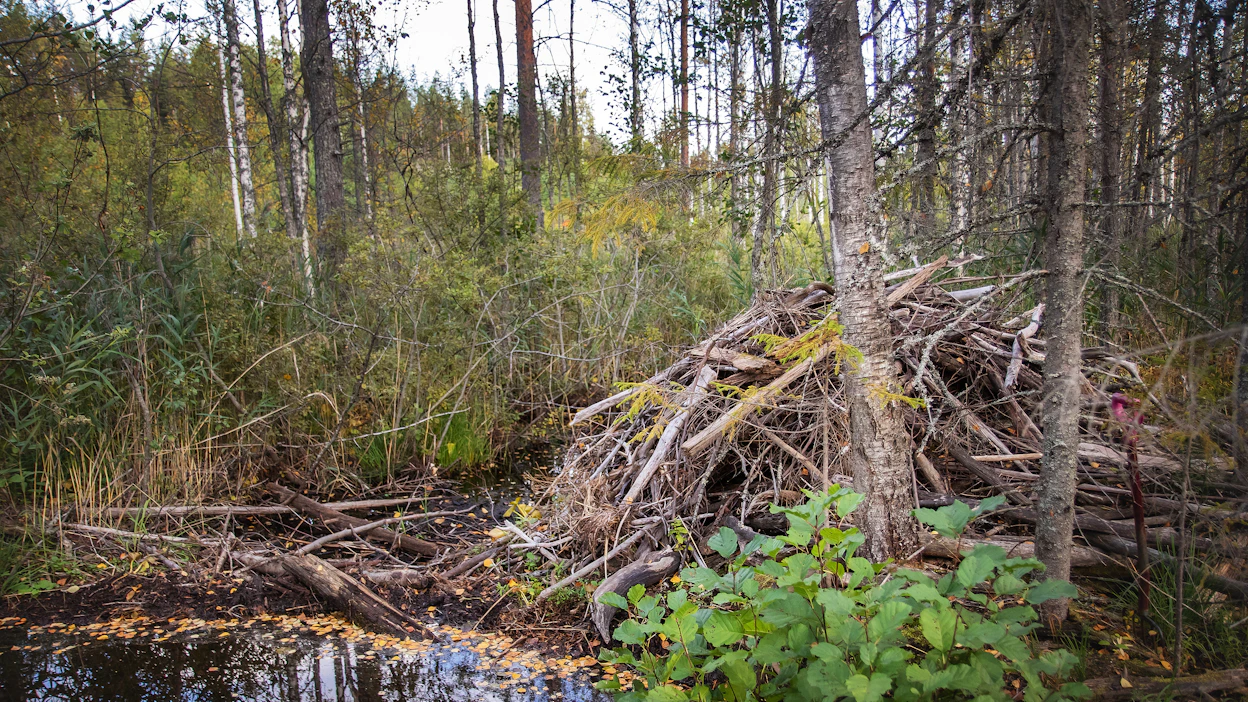 Majavien padot, pesät ja niihin liittyvä rakennelma ovat laissa rauhoitettuja. Kuvituskuvassa majavan rakentama pato.