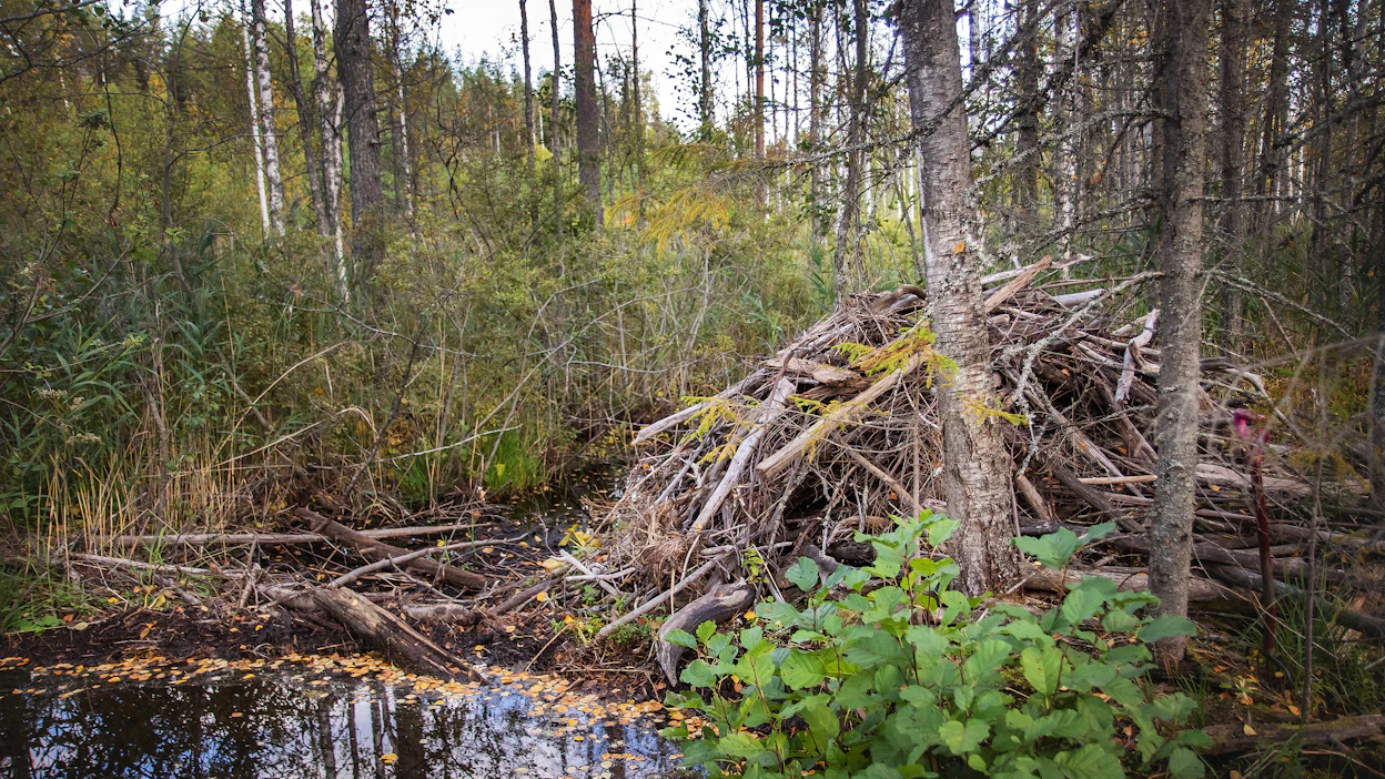 Sekä kanadan- että euroopanmajavat ovat metsästettäviä riistaeläimiä, jotka lisäävät luonnon monimuotoisuutta etenkin paikallisten tulvikoiden kautta. Kuvituskuva.