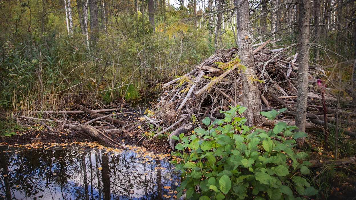 Majavan tekemää rakennelmaa ei saa purkaa missään päin Suomea enää lokakuun lopun jälkeen.