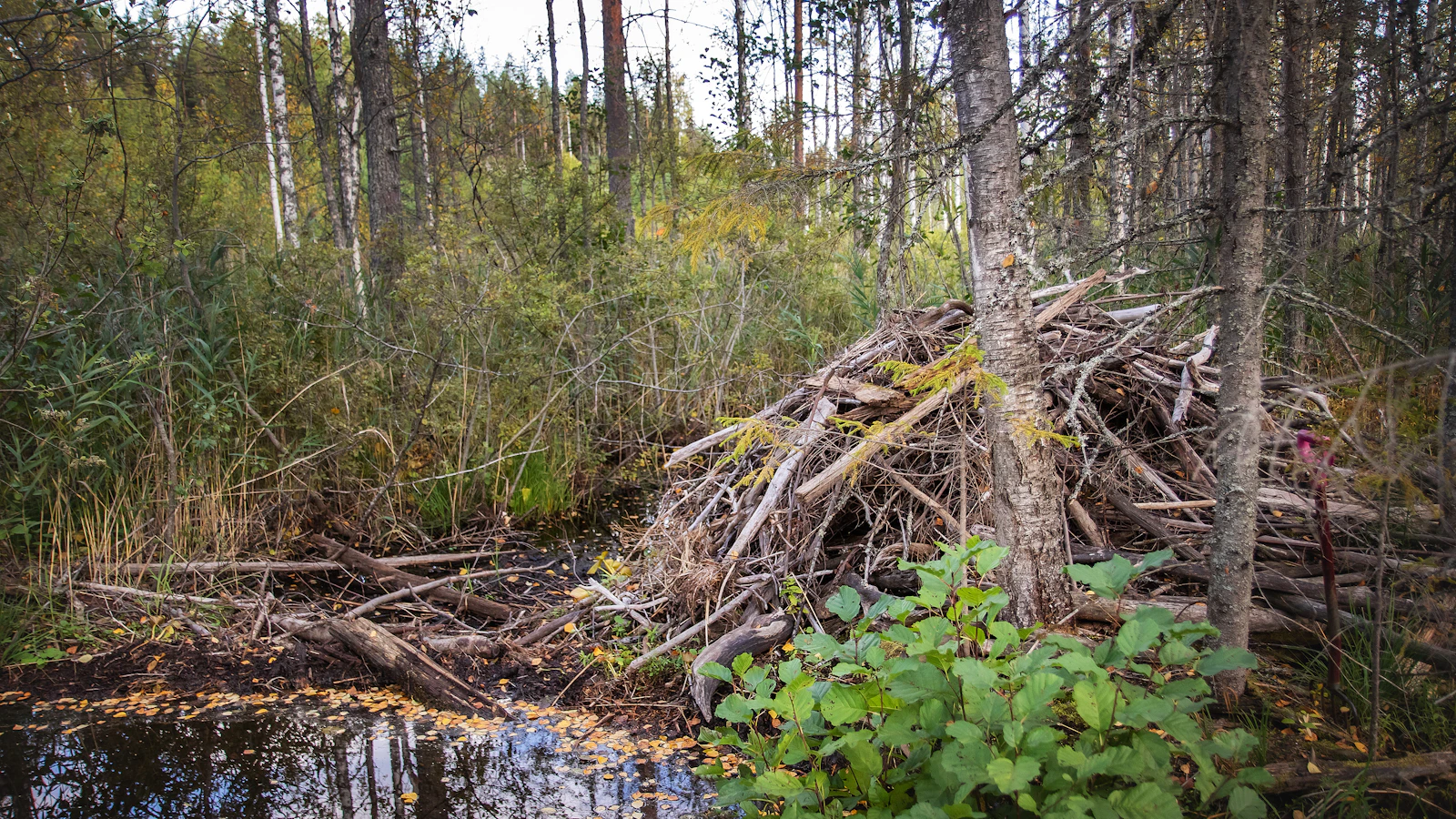 Maaseudun Tulevaisuus