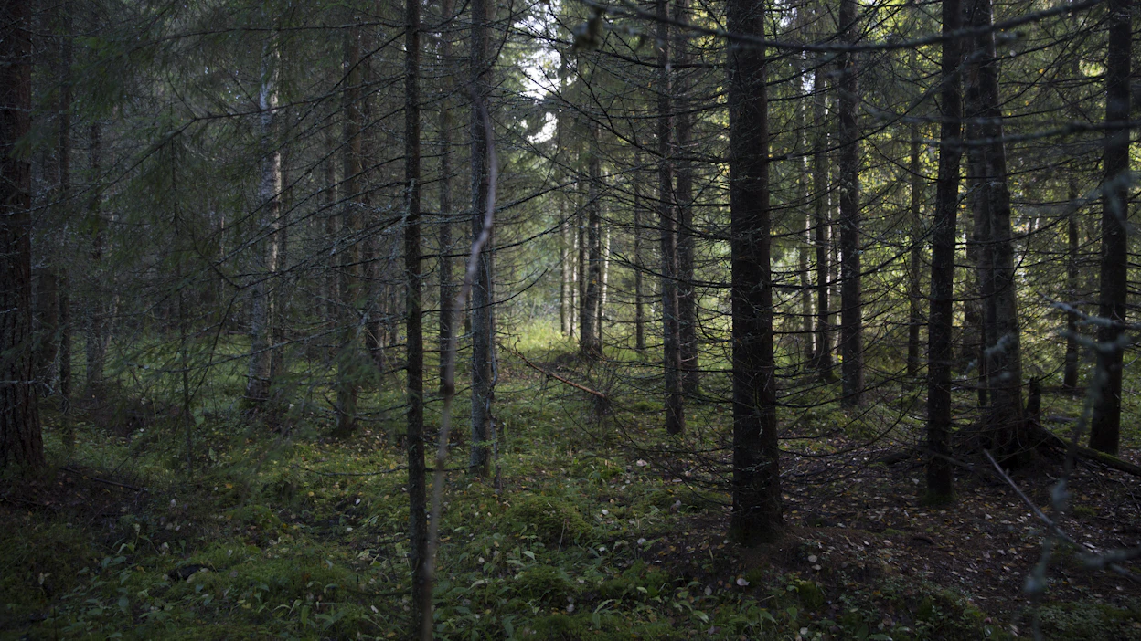 Harmaan suojelun ydintä ovat epäselvien kaavamerkintöjen jääminen voimaan ilman mahdollisuutta nopeaan ja täsmälliseen muutoksenhakuun, kirjoittaa Jouni Kemppainen.