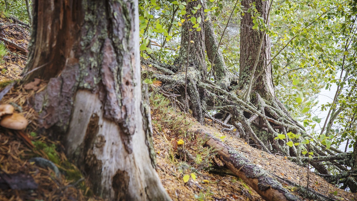 EU:n ennallistamisasetus ei koske pelkästään metsiä, mutta se koskee niitäkin eli useita eri metsä- ja suoluontotyyppejä.