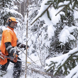 Timon Metsuripalvelun Timo Kaakkolampi raivaa kuusikkoa Kurussa Ylöjärvellä. Lunta alkaa jo olla metsässä, mutta työt jatkuvat vielä ainakin jonkin aikaa. 