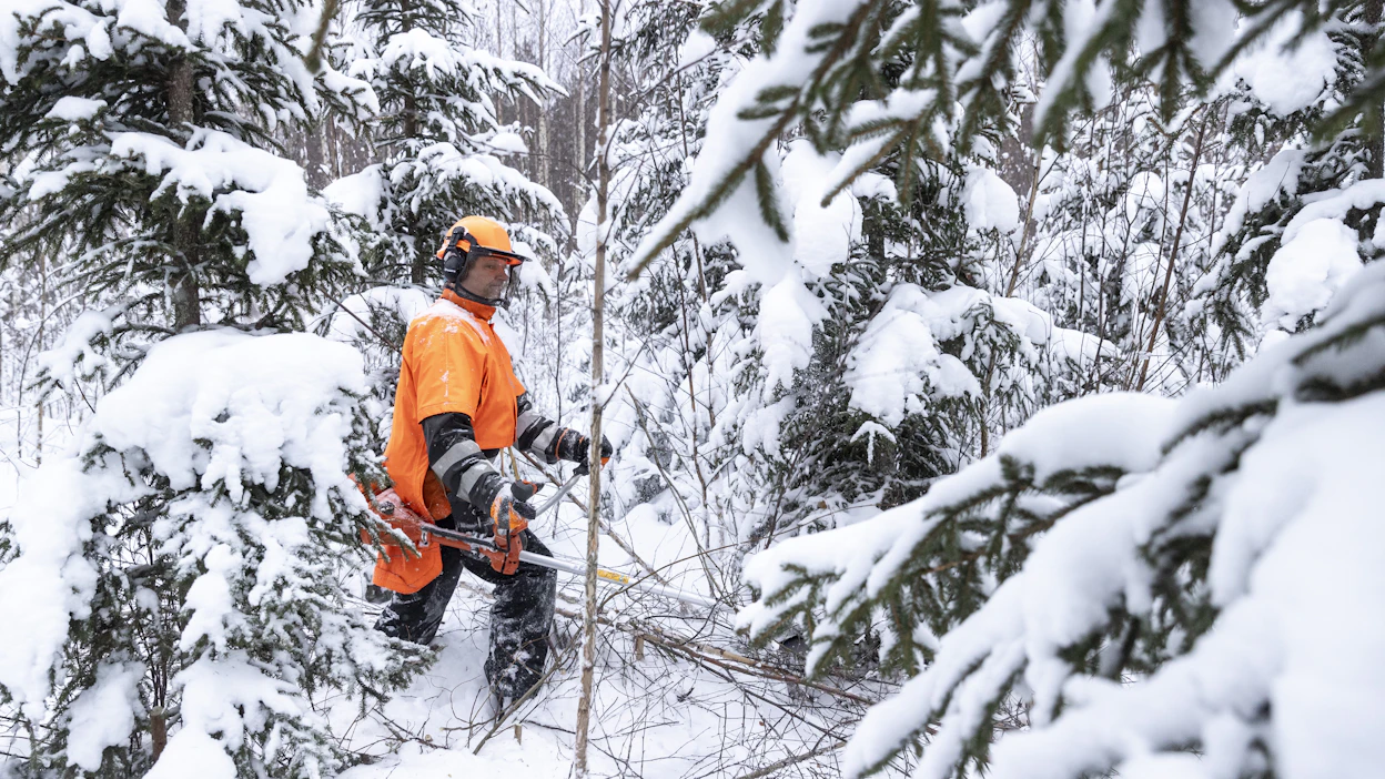 Timon Metsuripalvelun Timo Kaakkolampi raivaa kuusikkoa Kurussa Ylöjärvellä. Lunta alkaa jo olla metsässä, mutta työt jatkuvat vielä ainakin jonkin aikaa.