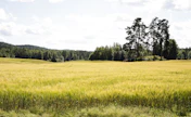 Sää lämpenee viikonloppuna.