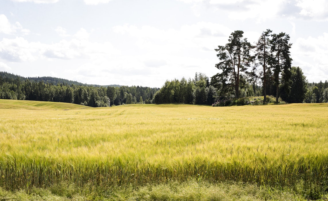 Tänä kesänä on ollut 57 hellepäivää.