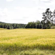 Sää lämpenee viikonloppuna.