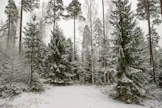 Metsässä sielu lepää.