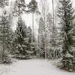Metsässä sielu lepää.