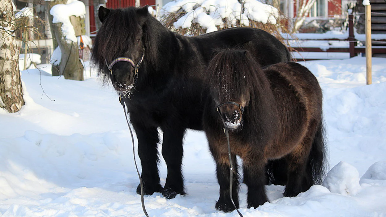 Shetlanninponi on Suomen selvästi suosituin ponirotu. Kuvassa Junibackens Playboy ja Skråmstaholms Kvisten.