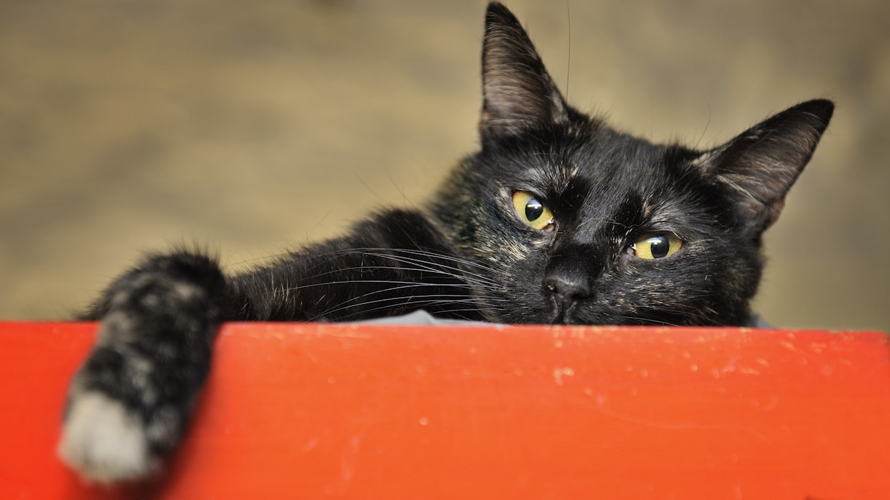 Salmiakkikissat kiinnostavat ulkomaillakin. Kuvituskuva.