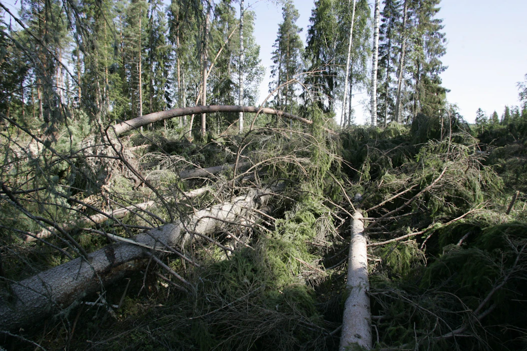 Kuusi on muita puita herkempi kaatumaan myrskyssä. Tuhovaikutusta lisää, että vaurioitunut puu on myös altis kirjanpainajatuhoille.