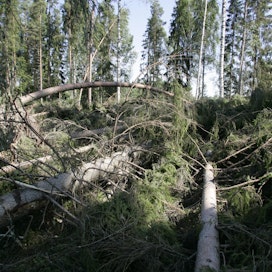 Kuusi on muita puita herkempi kaatumaan myrskyssä. Tuhovaikutusta lisää, että vaurioitunut puu on myös altis kirjanpainajatuhoille.