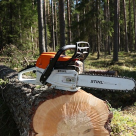 Stihlin moottorisaha on tuttu näky myös suomalaisessa metsässä.