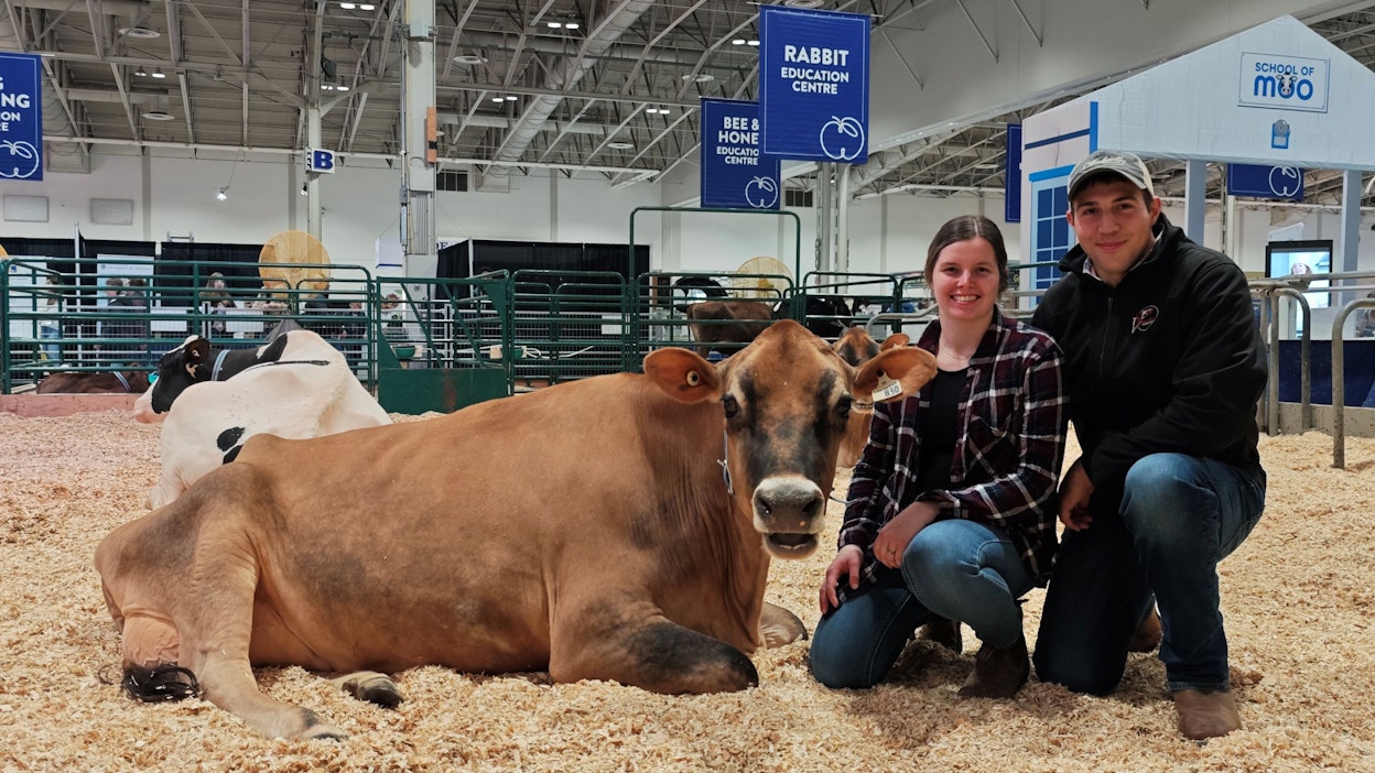 Ontariolaiset Cealey ja Braden Sparks toivat lehmiään Toronton maatalousnäyttelyyn. Braden pitää jerseynaudoista niiden luonteen takia, Cealey taas karsastaa niitä samasta syystä.