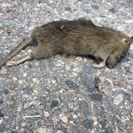 Kadulla makaava kuollut rotta.