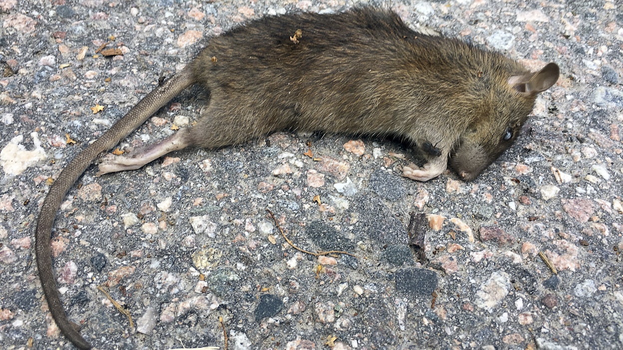 Kadulla makaava kuollut rotta.