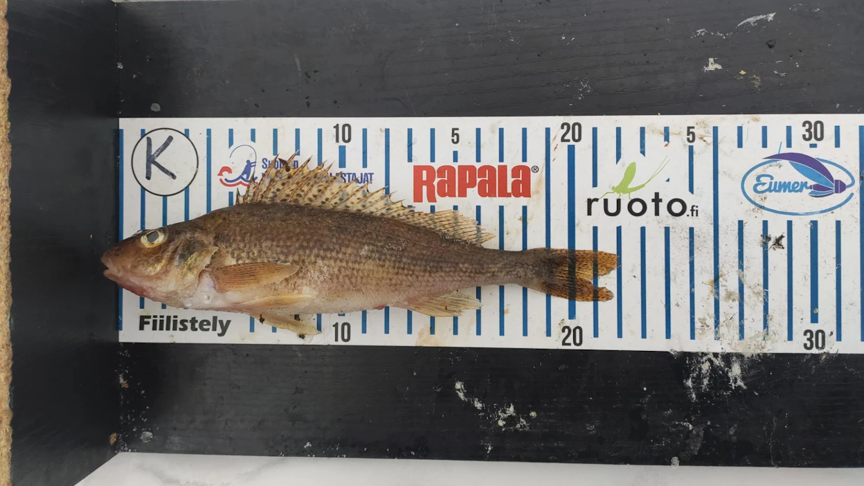 Kuvassa 22 cm pitkä jättikiiski, jonka pyysi Fiilistely-sarjan kolmonen Hora quota est, Markku Tuuttila ja Jani Korpela. Kiiski kasvaa harvoin 15 cm kookkaammaksi.