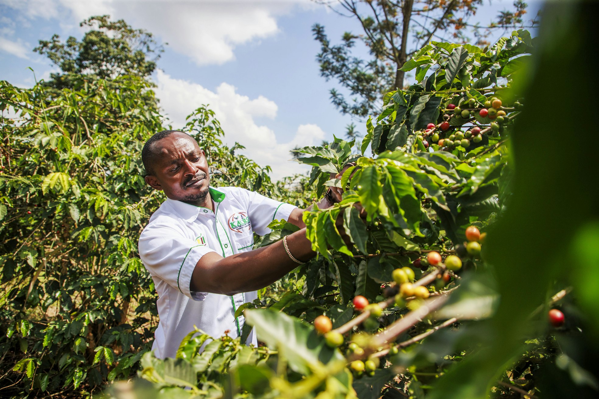 Kahvinkasvatukseen suotuisat alueet supistuvat Keniassa, sanoo tutkija Elijah Kikuvi maatalouden ja kotieläintuotannon tutkimuslaitos KALRO:sta. Myös asutus valtaa alaa viljelmiltä.
