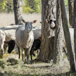 Sinikielitaudin iskiessä lammaskatraan tai lehmälauman kokoaminen rokottamista tai verinäytteiden ottamista varten ei käy käden käänteessä.